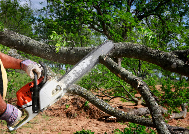 Professional Tree Care in Calhoun Falls, SC