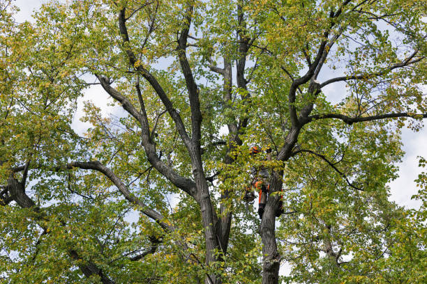Best Tree Disease Treatment  in Calhoun Falls, SC